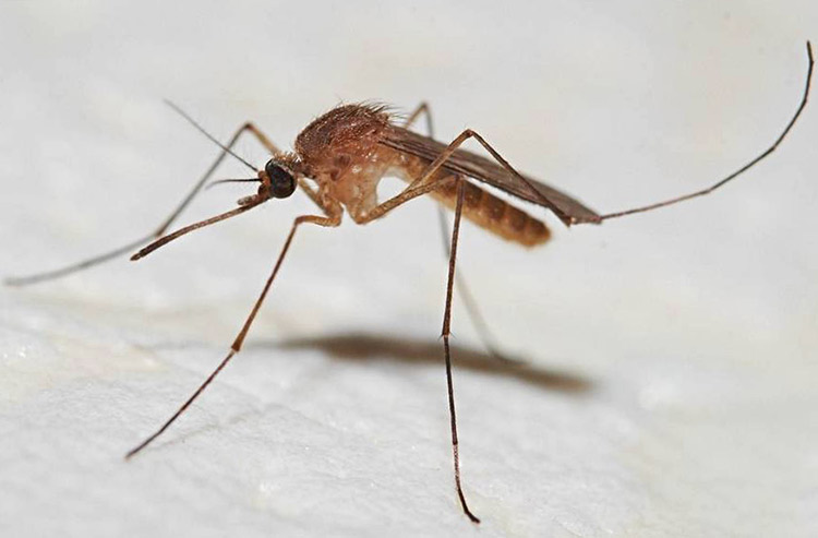 Комар – виды и их описание, образ жизни и среда обитания, опасность для человека