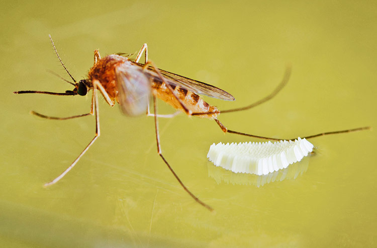 Самка комара откладывает яйца
