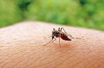 Комары переносят Лихорадку Западного Нила