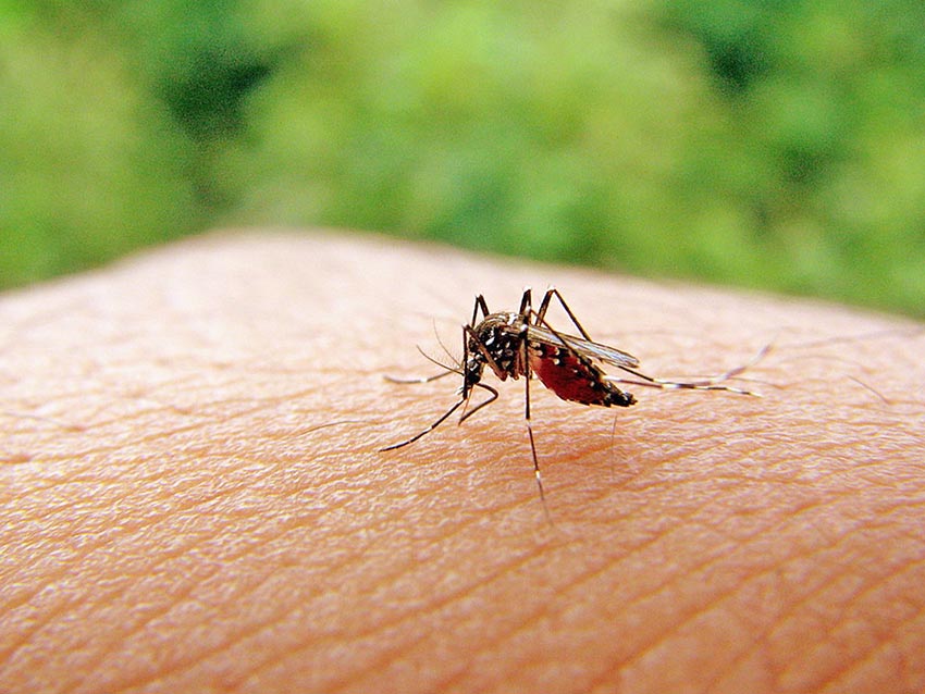 Комары переносят Лихорадку Западного Нила